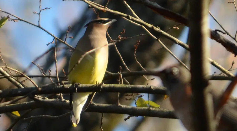 Hot Springs National Park is home to a diverse range of songbirds