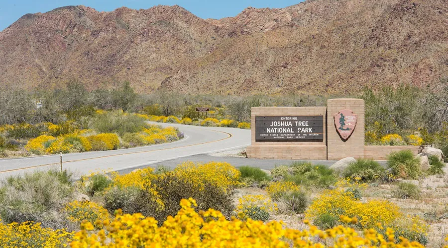 In Joshua Tree National Park, many wildflowers grow very close