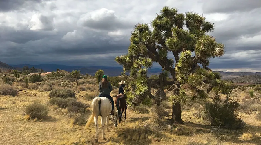 Horse riding has 253 miles of equestrian trails winding through various terrains