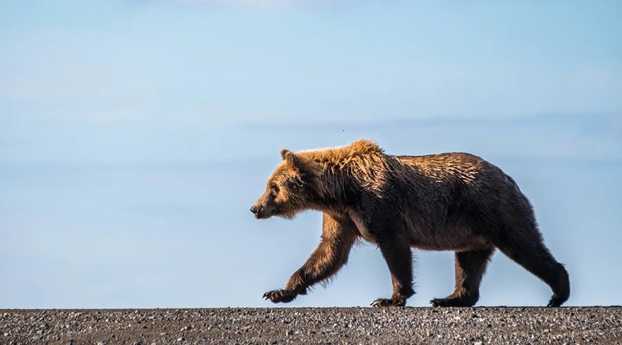 The prime time to witness brown bears on the coast is from late spring to early fall