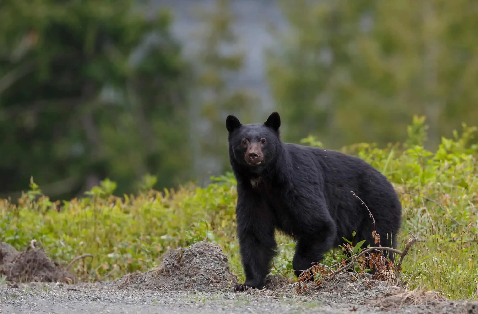 acadia national park bears