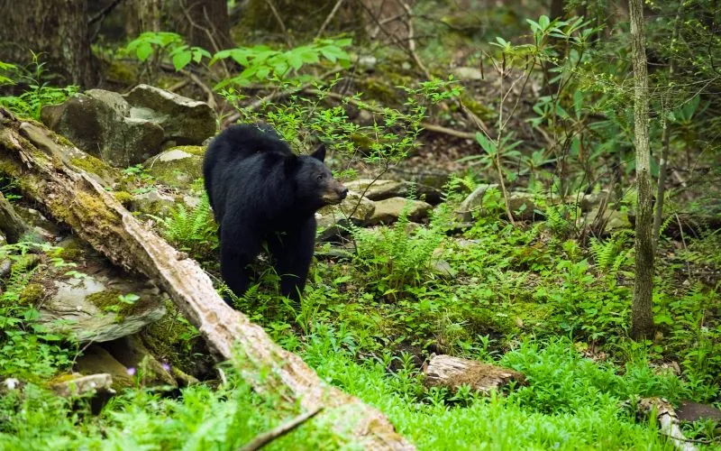 acadia national park bears