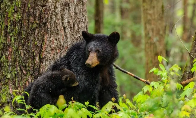acadia national park bears