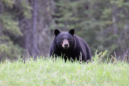 acadia national park bears