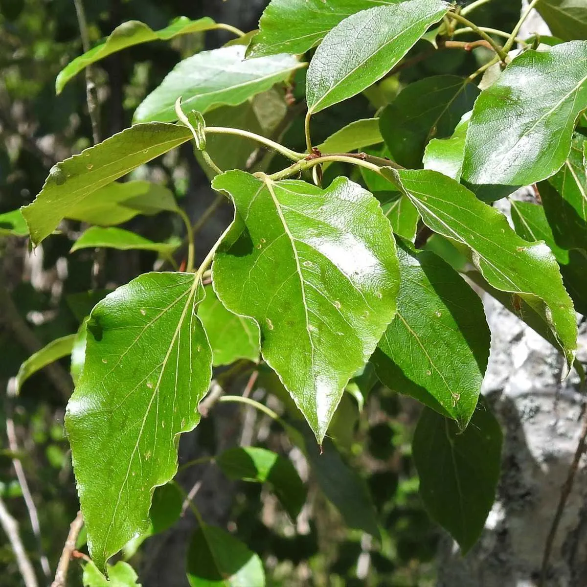 acadia national park plants
