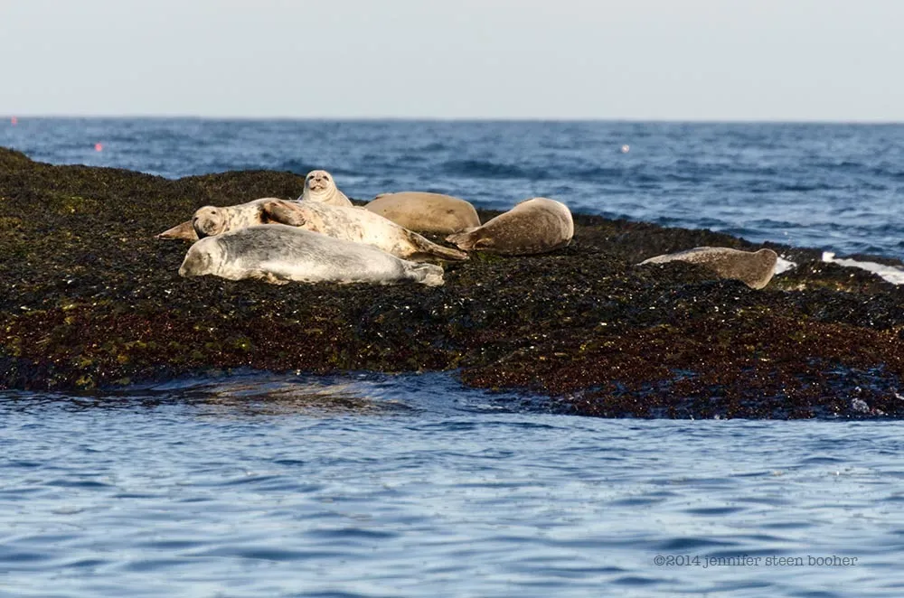 acadia national park wildlife