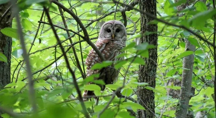 acadia national park wildlife