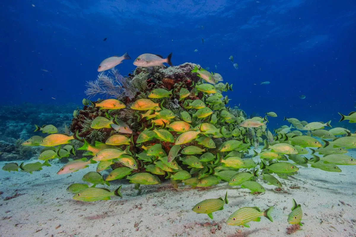 animals in biscayne national park