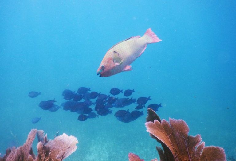 animals in biscayne national park