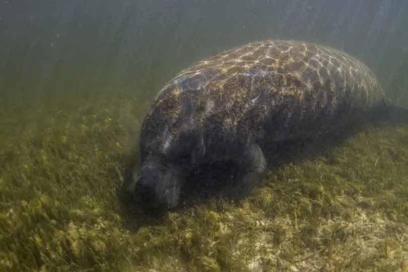 animals in biscayne national park