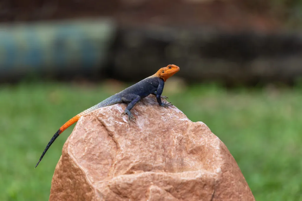 animals in biscayne national park