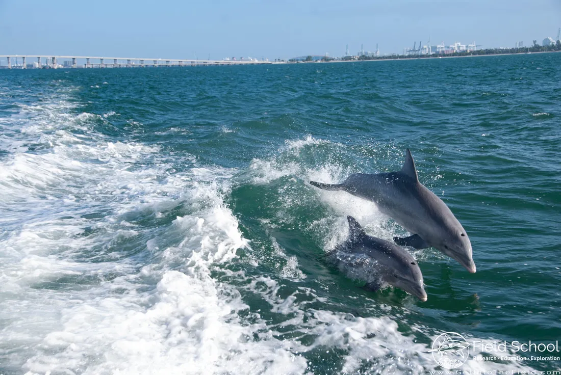 animals in biscayne national park
