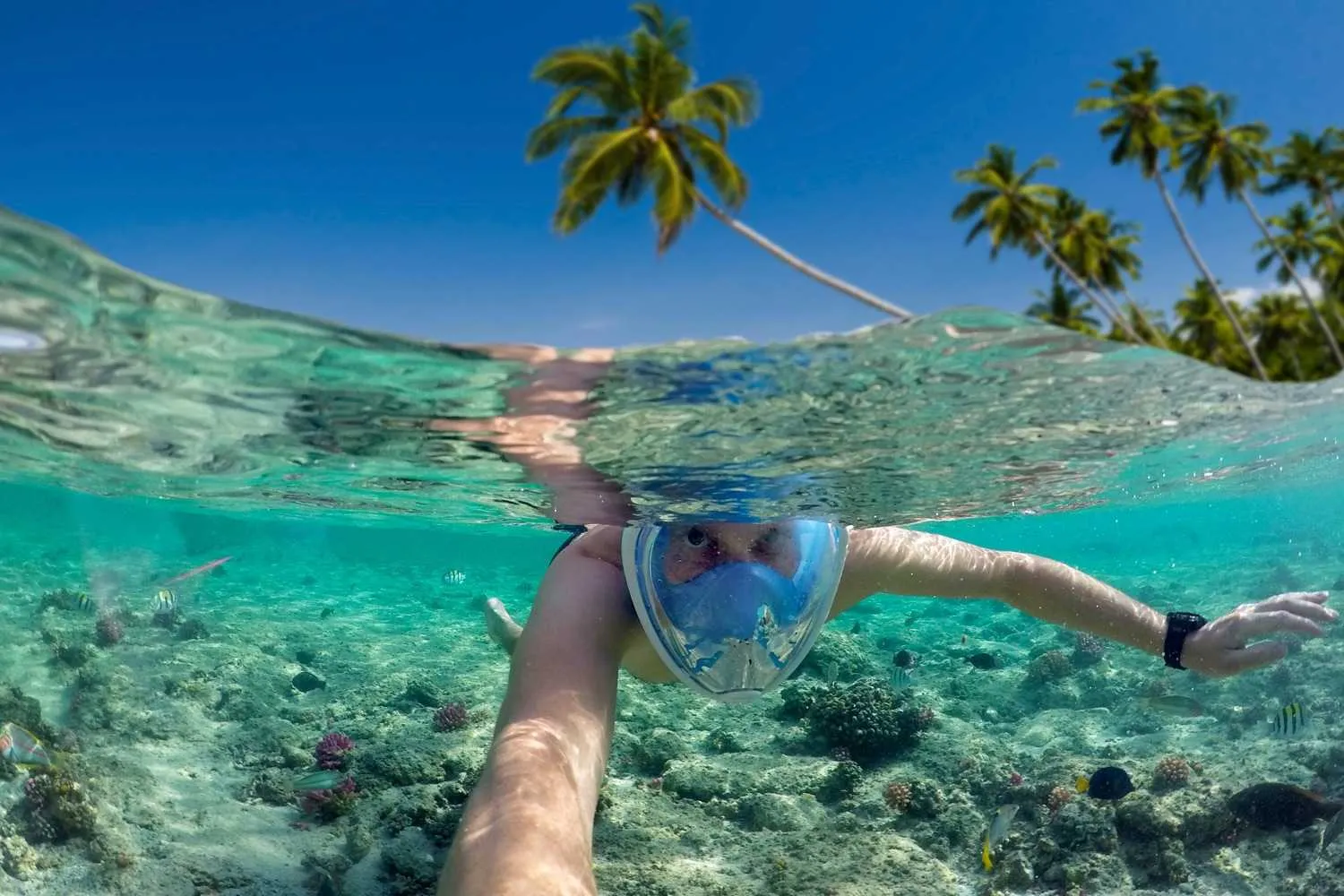 biscayne national park snorkeling