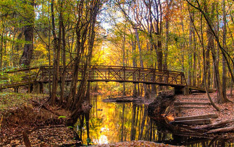 Congaree National Park