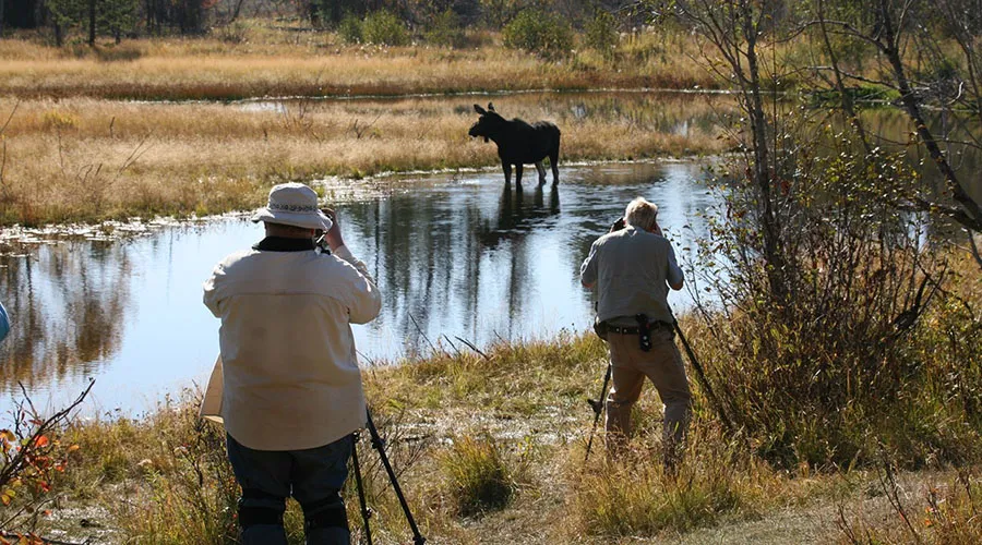 Grand Teton National Park is home to a diverse range of wildlife