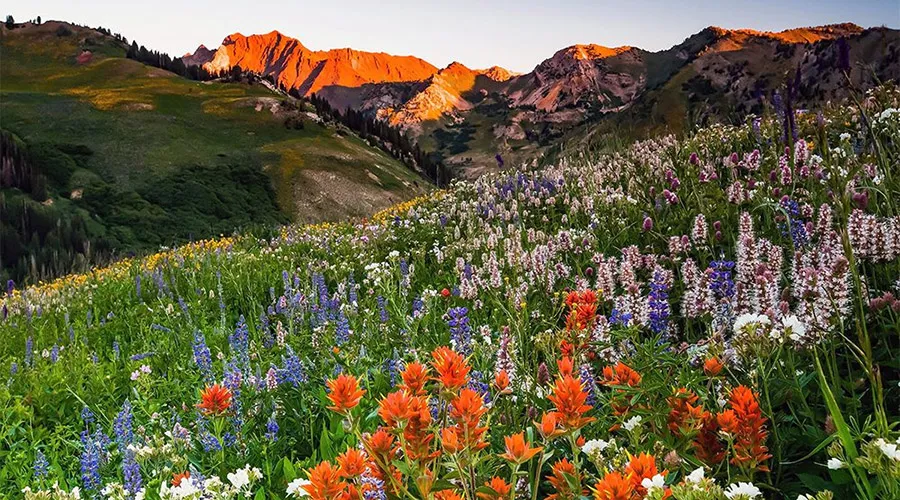 Great Smoky Mountains National Park is celebrated globally for its extraordinary wildflower diversity