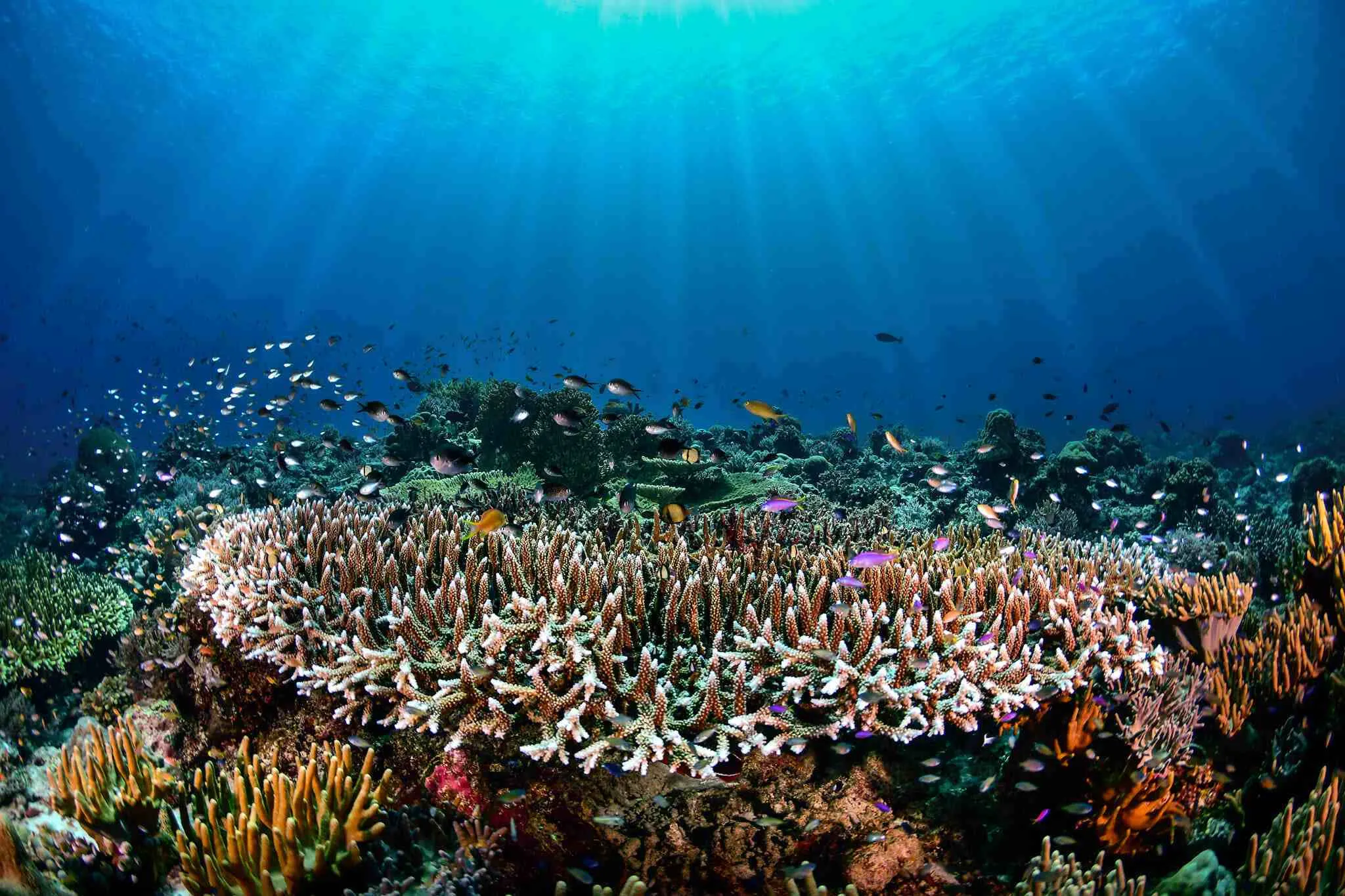 biscayne national park coral reefs