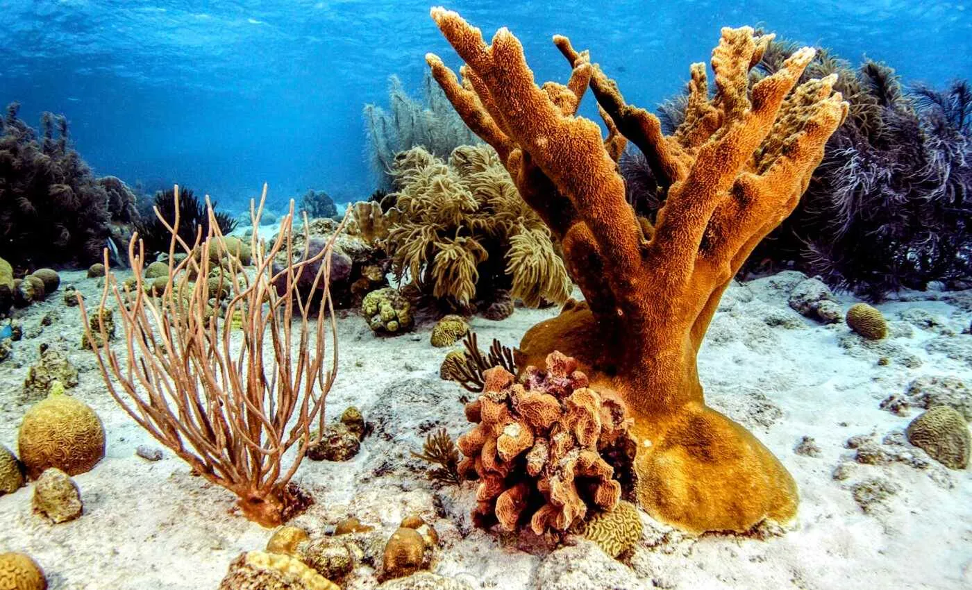 biscayne national park coral reefs