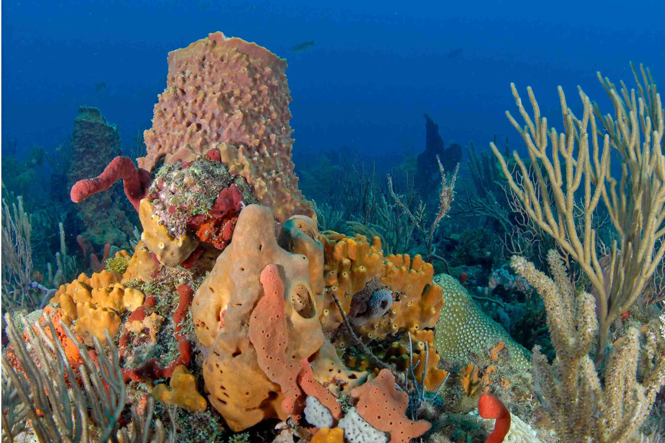 biscayne national park coral reefs