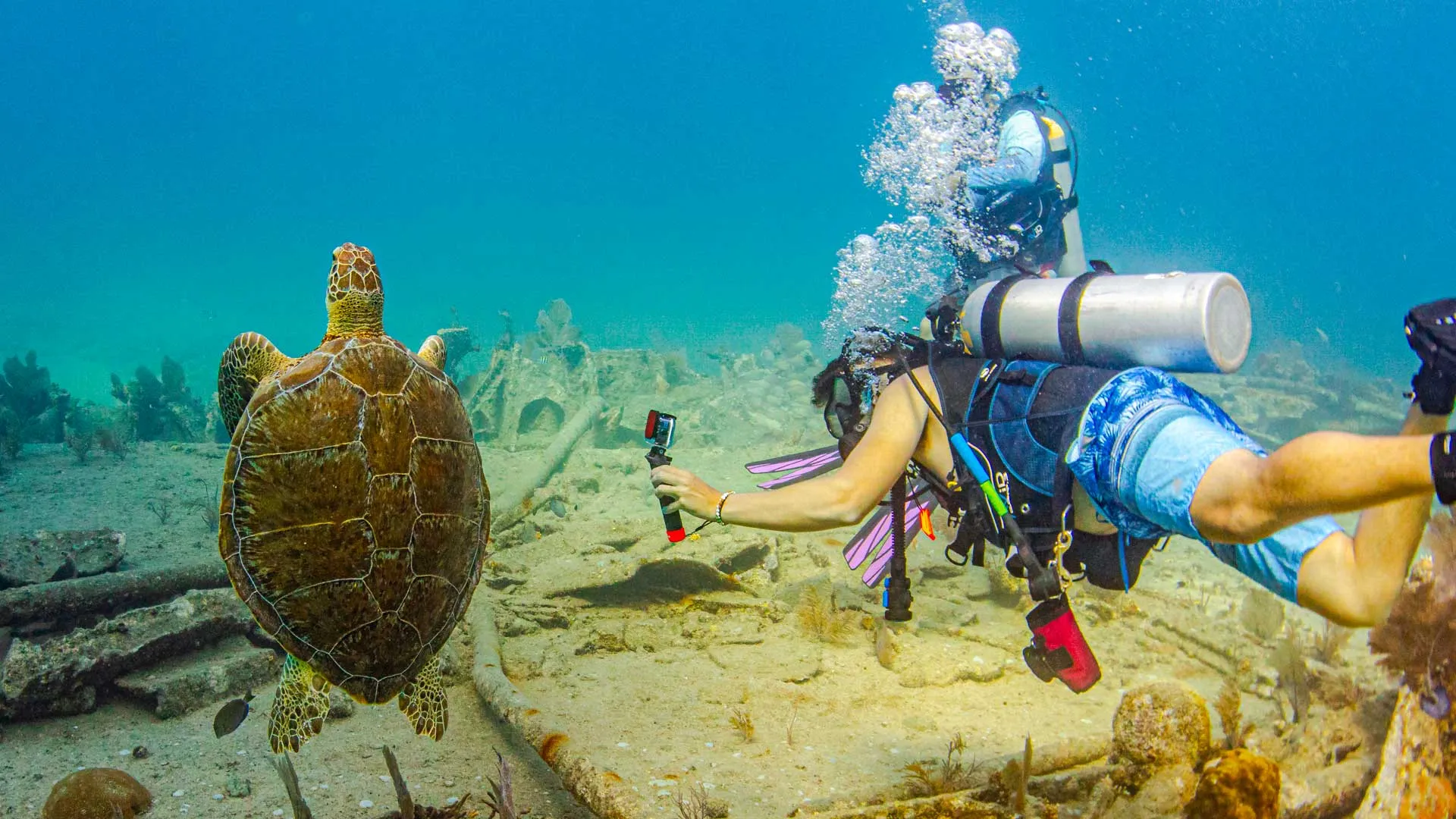 biscayne national park coral reefs