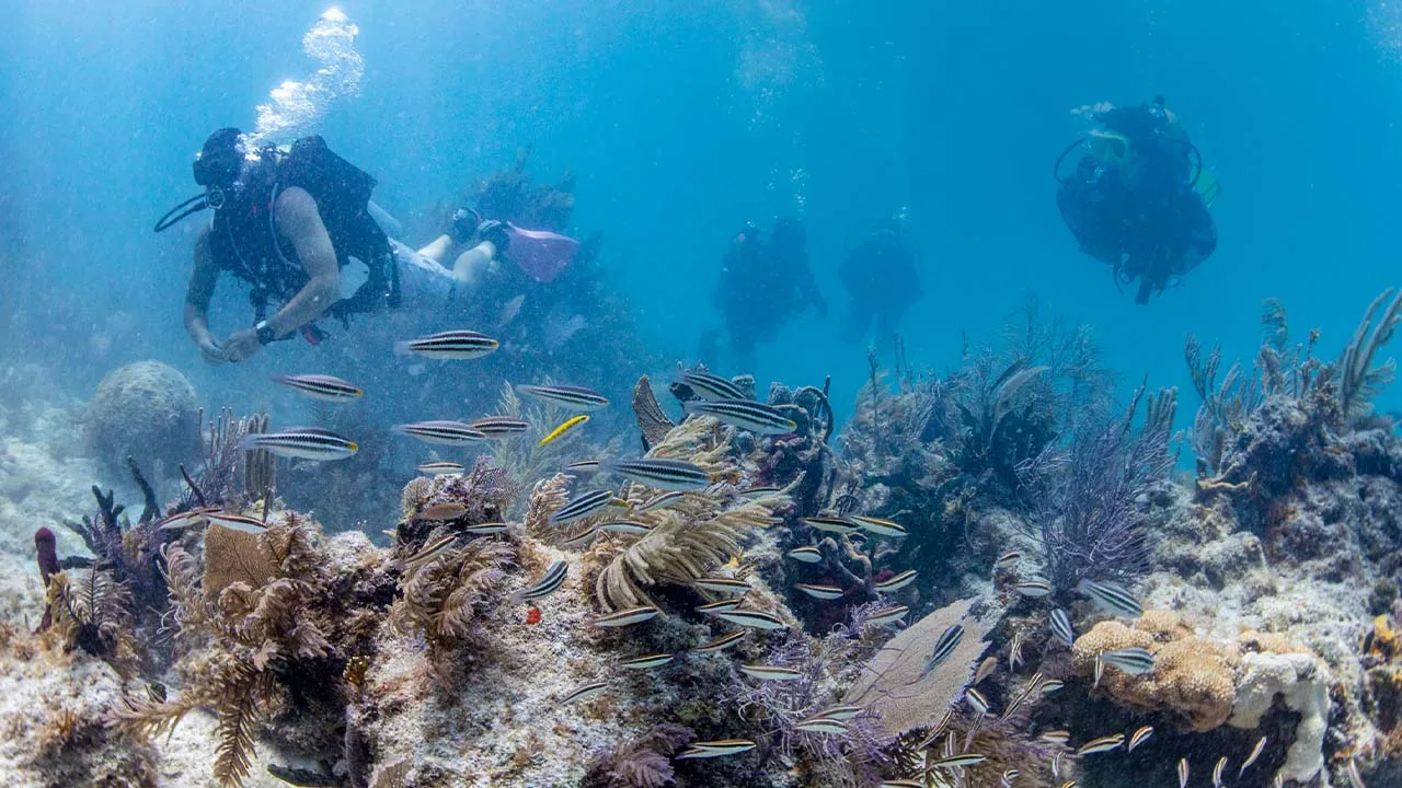 biscayne national park diving