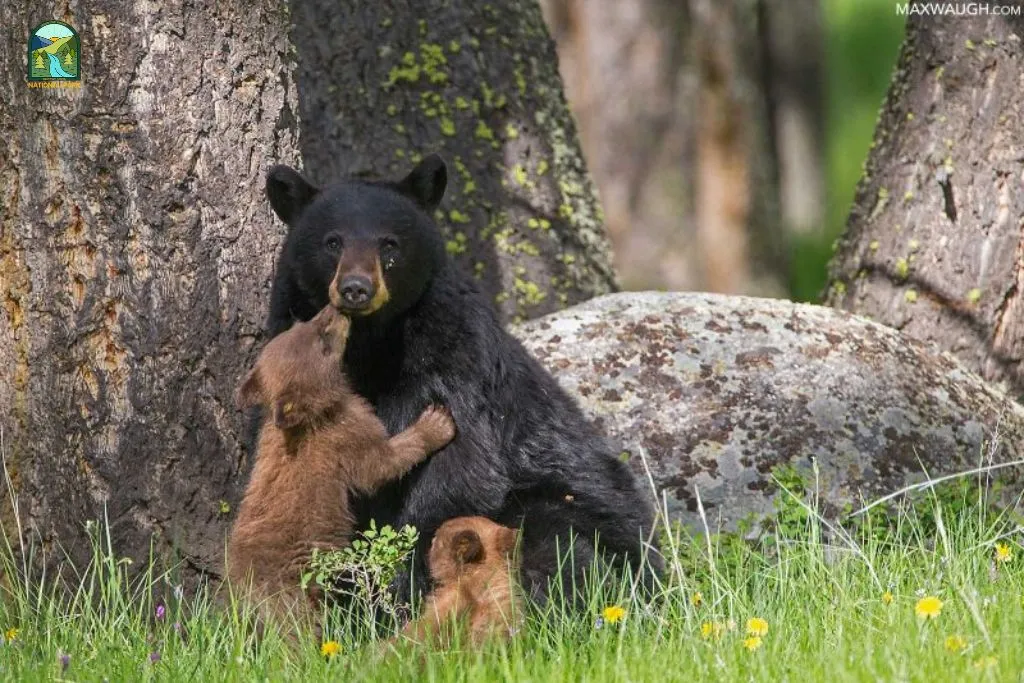 things to do in yellowstone national park