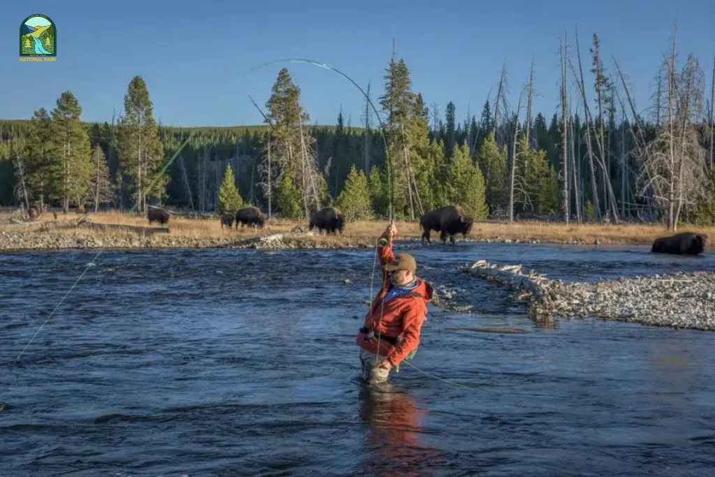 things to do in yellowstone national park