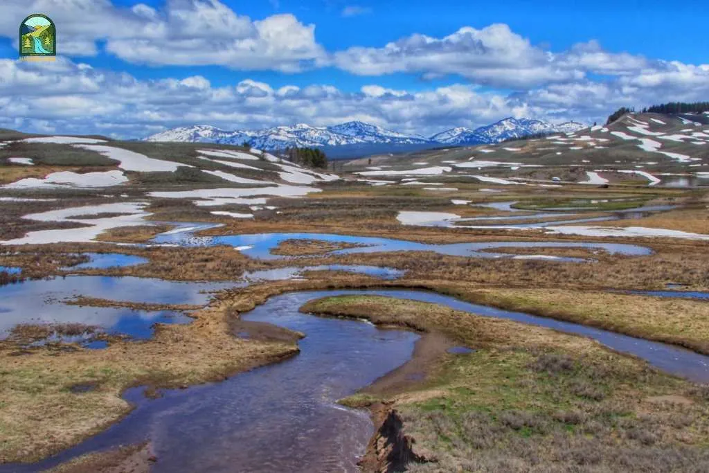 yellowstone national park animals
