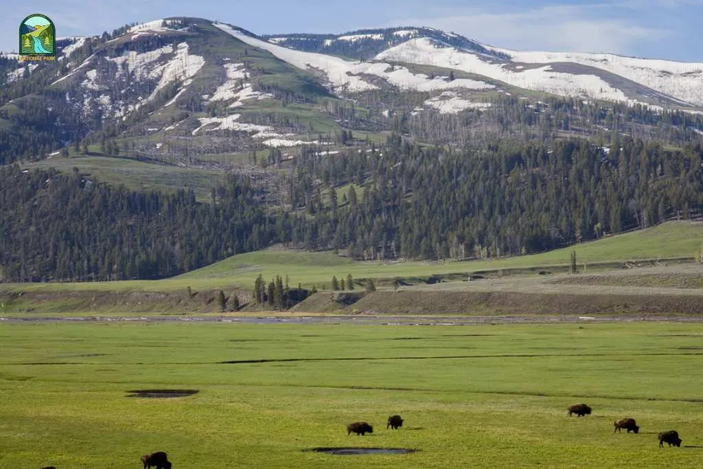 yellowstone national park animals