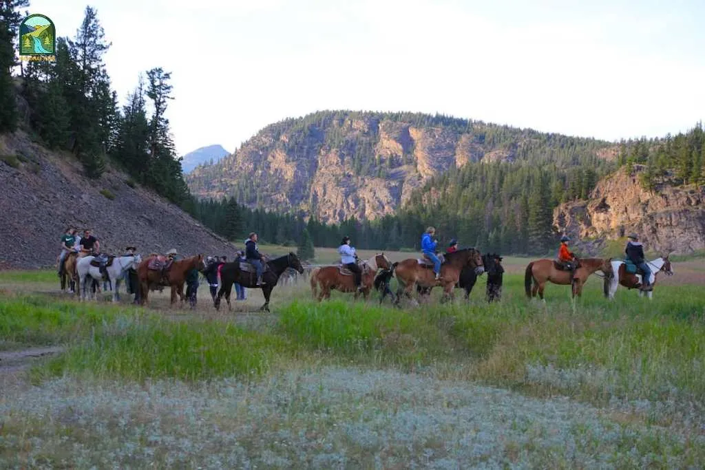 yellowstone national park animals