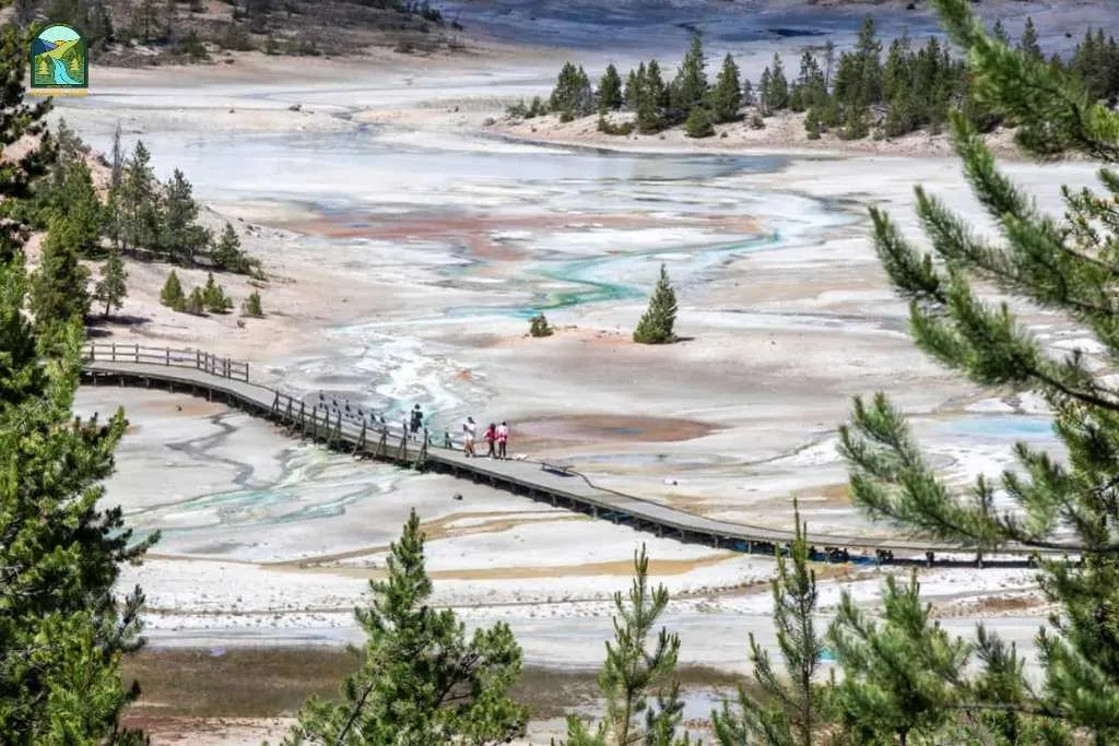yellowstone national park animals