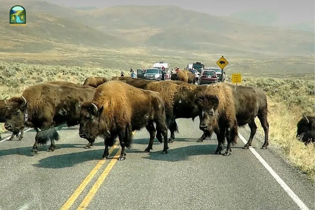 yellowstone national park animals