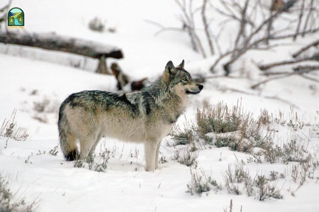 yellowstone national park animals