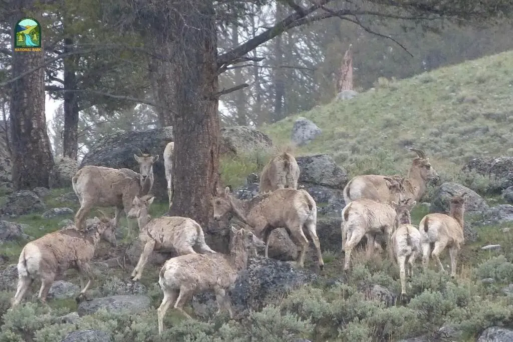yellowstone national park animals