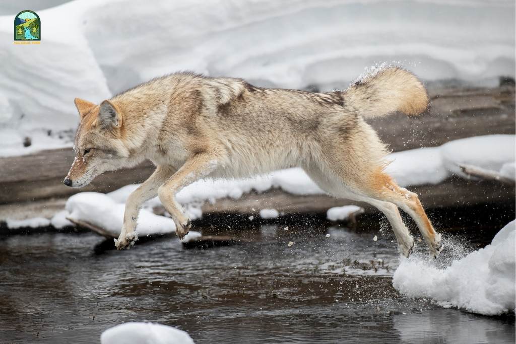 yellowstone national park animals