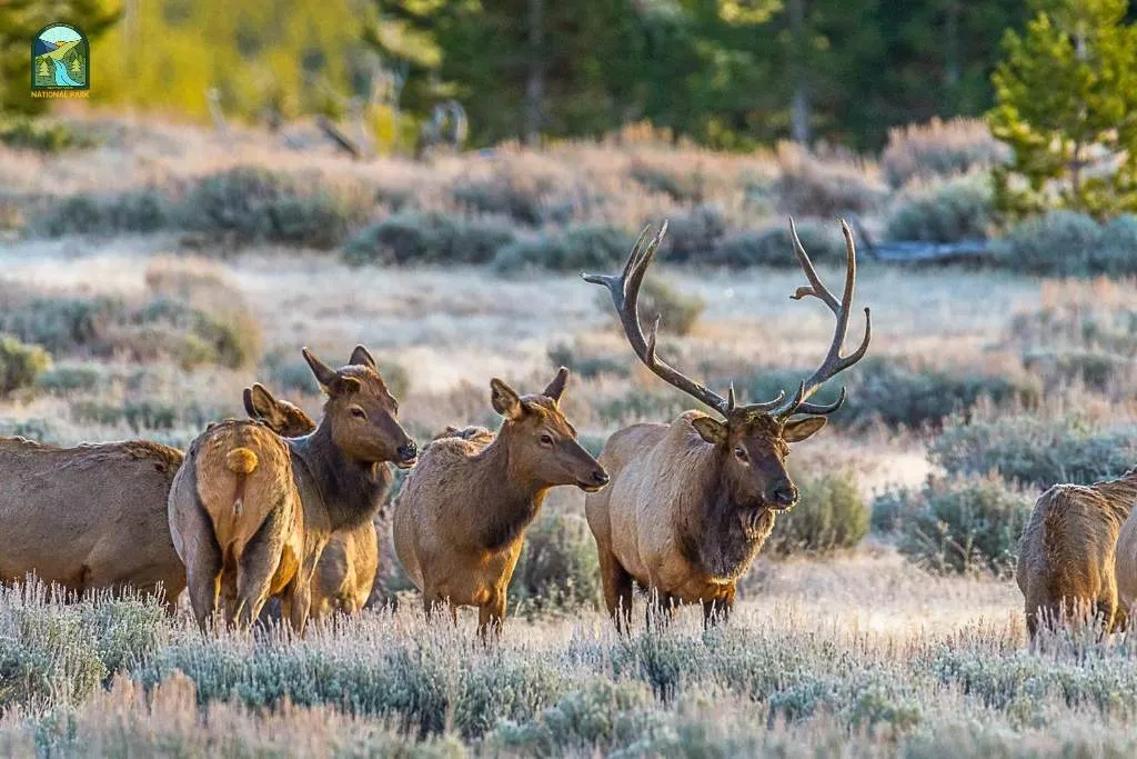 yellowstone national park animals