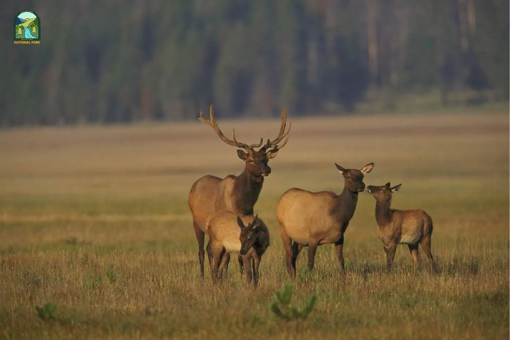 yellowstone national park animals