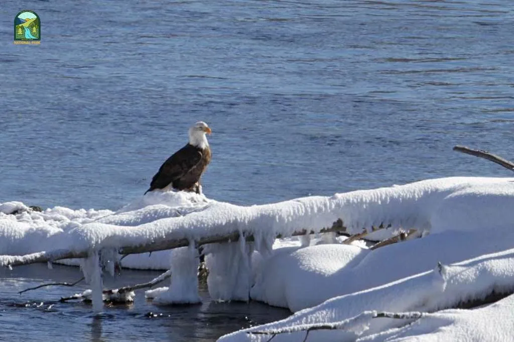 yellowstone national park animals