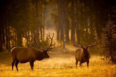 elk in yellowstone national park