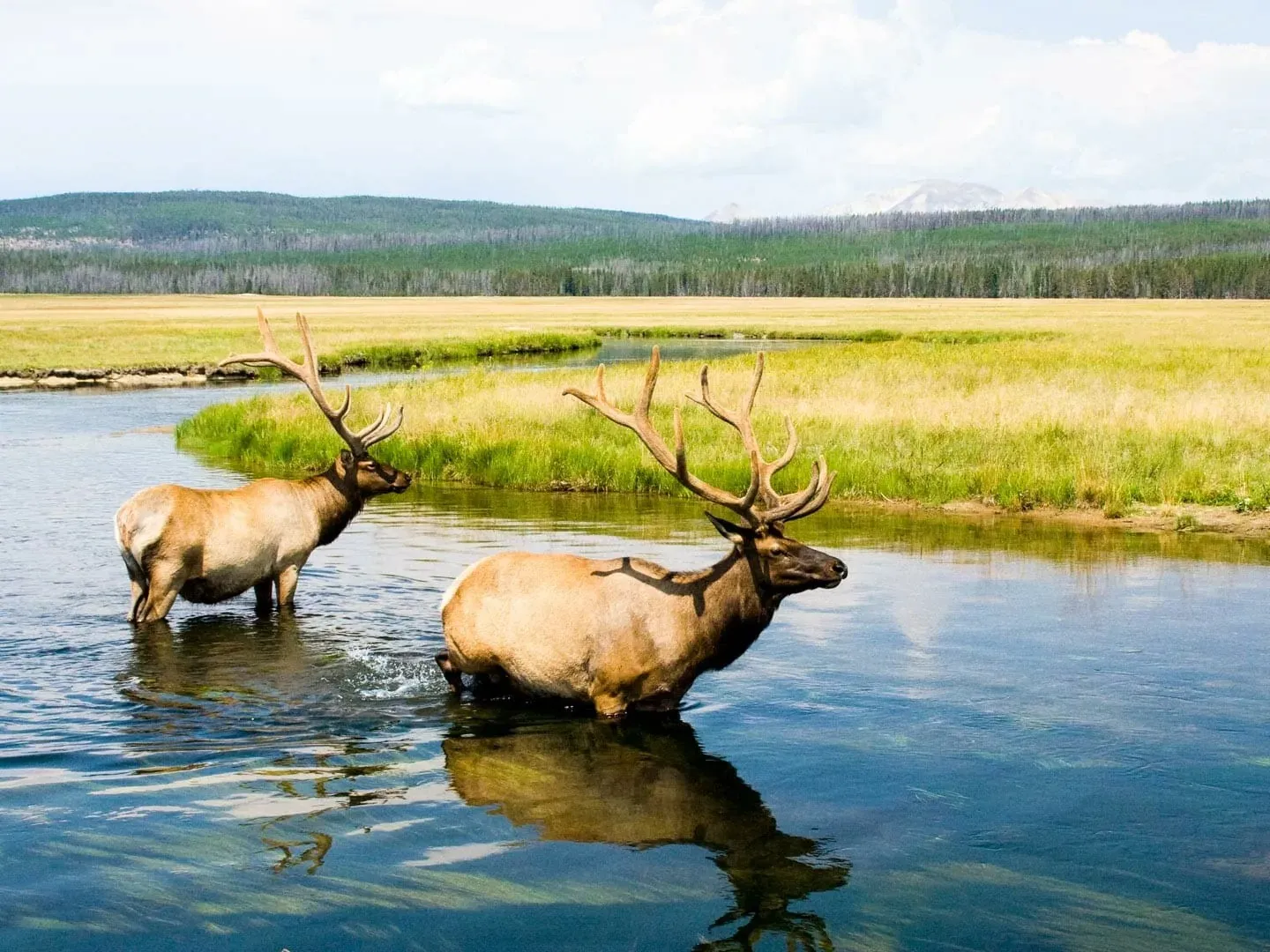 elk in yellowstone national park