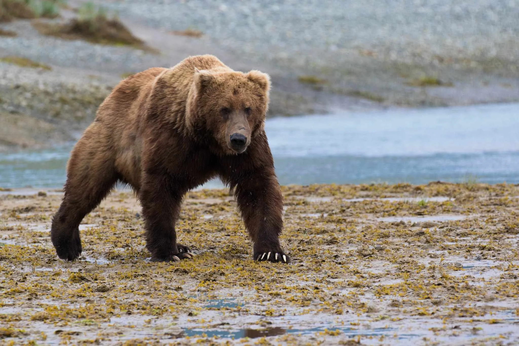 glacier national park bear attacks