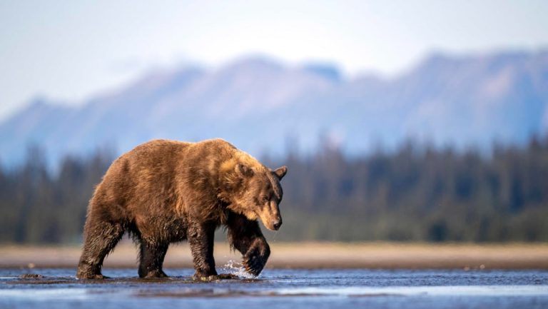 glacier national park bear attacks