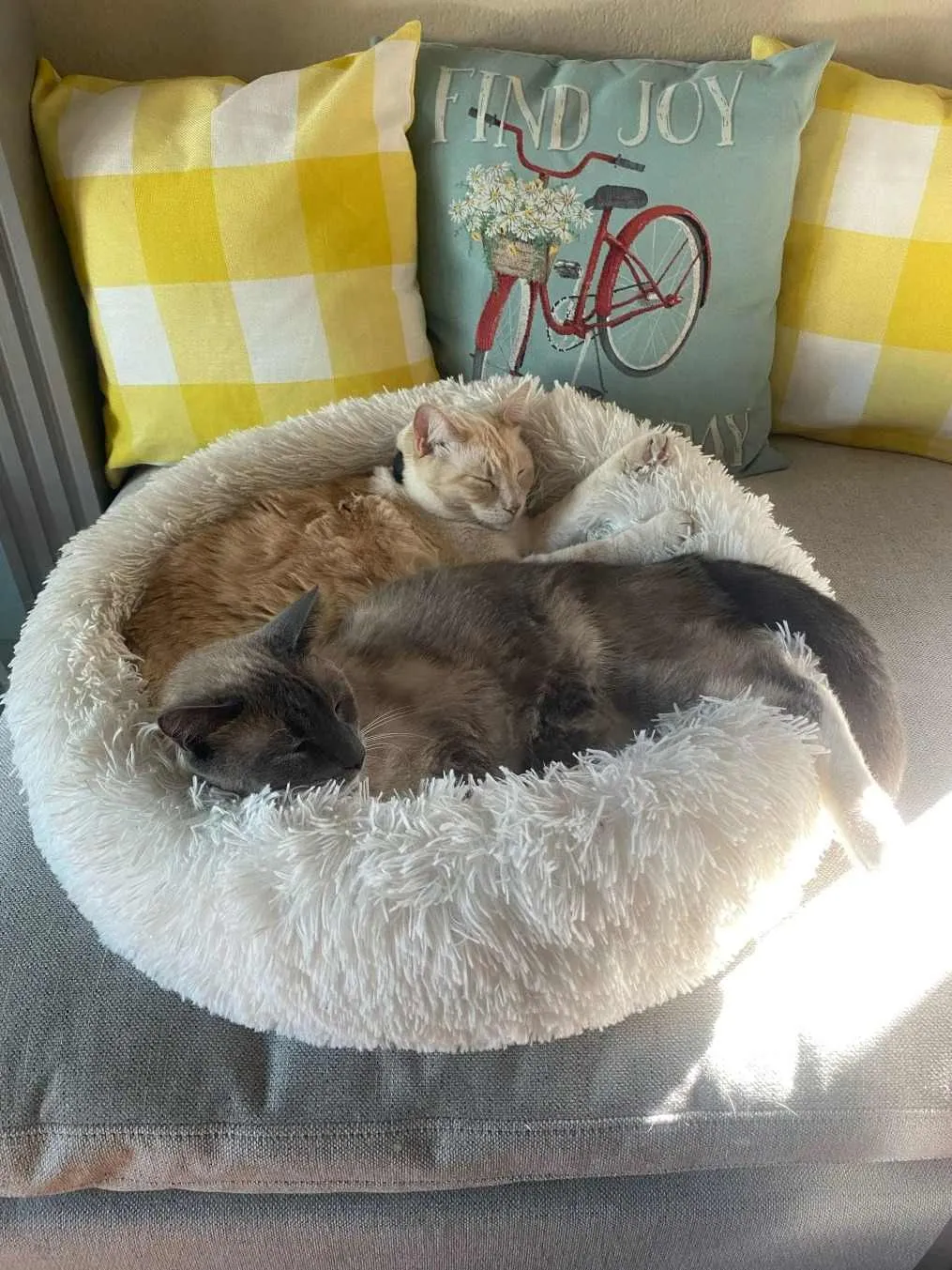 a pet cat got lost in Yellowstone