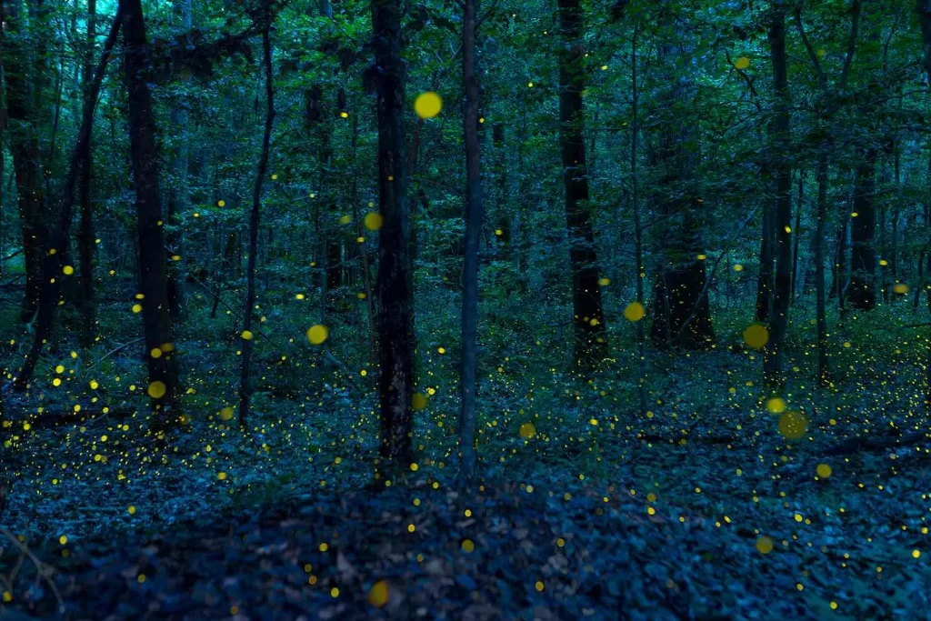 Congaree National Park Fireflies