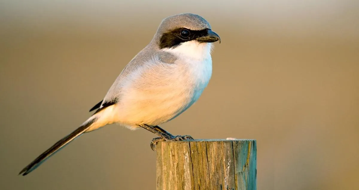 birds of biscayne national park