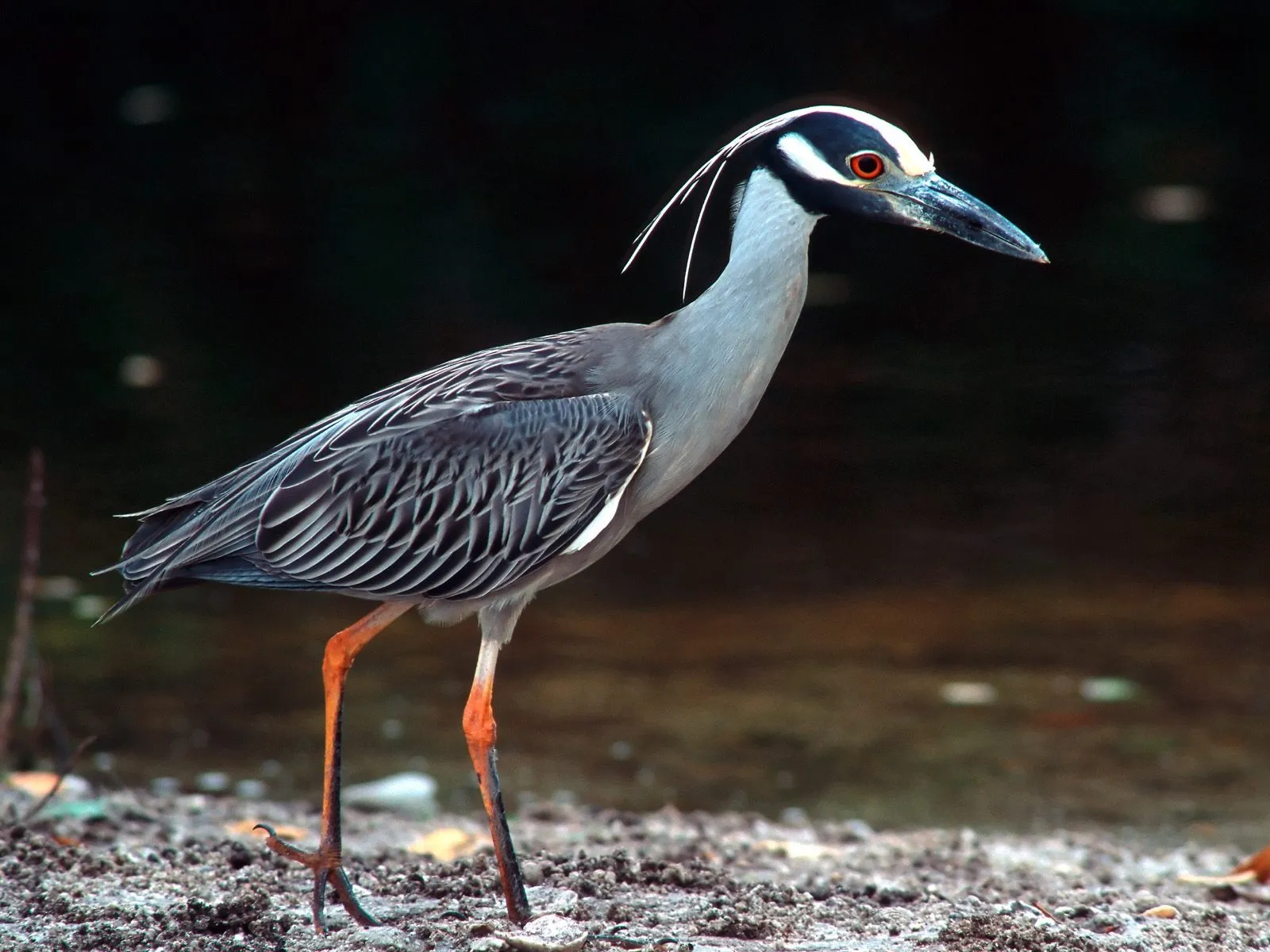 birds of biscayne national park