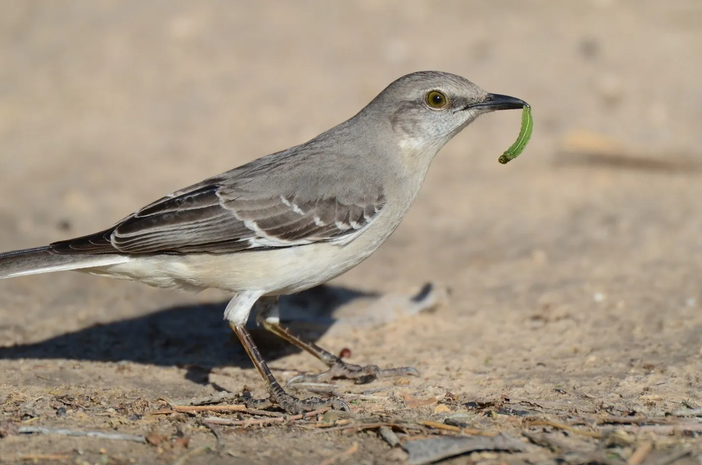 birds of biscayne national park