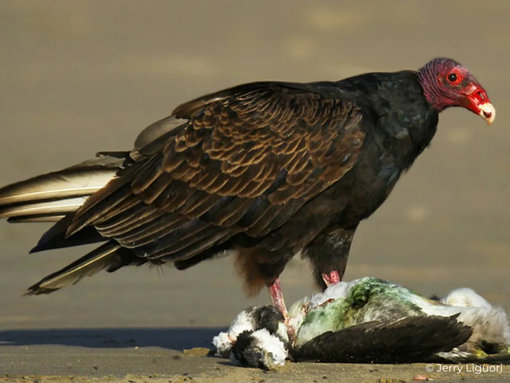birds of biscayne national park