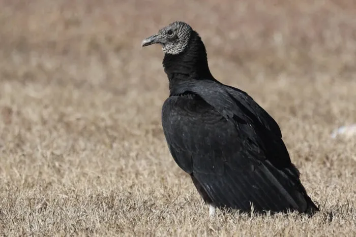 birds of biscayne national park