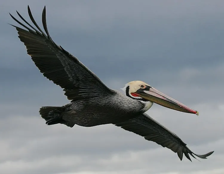 birds of biscayne national park
